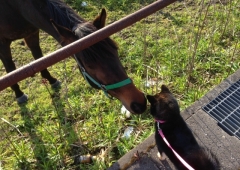 馬と犬