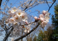 庄川町のサクラ♪♪