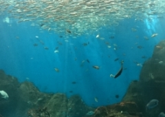 水族館★