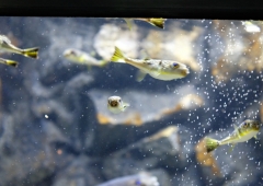 上越市立水族博物館　海がたり