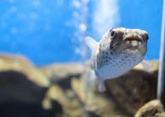 越前松島水族館②