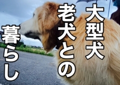 大型犬との暮らし