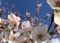 お花見🌸