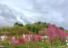 天神山ガーデン☆花桃