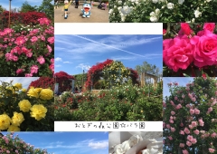 おとぎの森公園☆バラ園