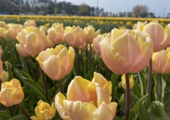 富山の県花