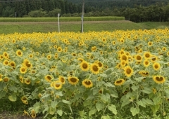 最近ハマってるもの